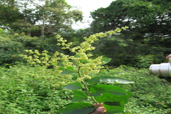 Ventilago maderaspatana